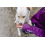 CAN AGRI CAN AGRI DOG TREAT BONES WITH RABBIT AND COD