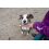 CAN AGRI DOG TREAT BEEF SKIN STICK WITH DUCK