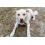 CAN AGRI DOG TREAT RABBIT EARS STUFFED WITH DUCK