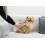 Magic Brush MAGIC BRUSH SANDSTORM DOG BRUSH