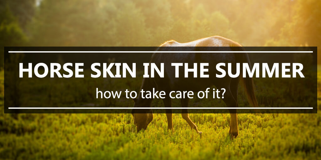 Horse skin in the summer - how to take care of it?