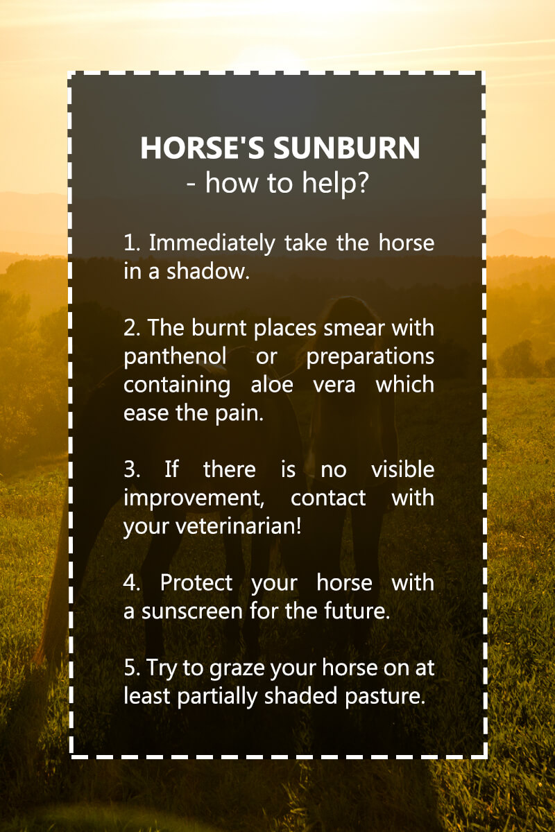 horses sunburn