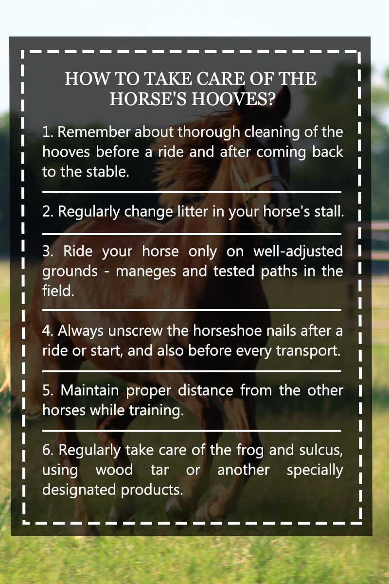 How to take care of the horses hooves