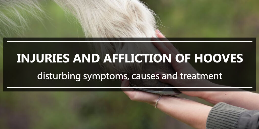 Injuries and affliction of hooves
