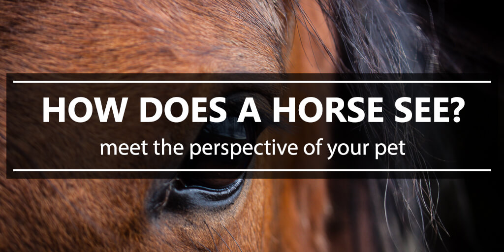 How does a horse see