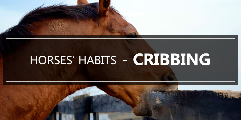 Horses habits - cribbing