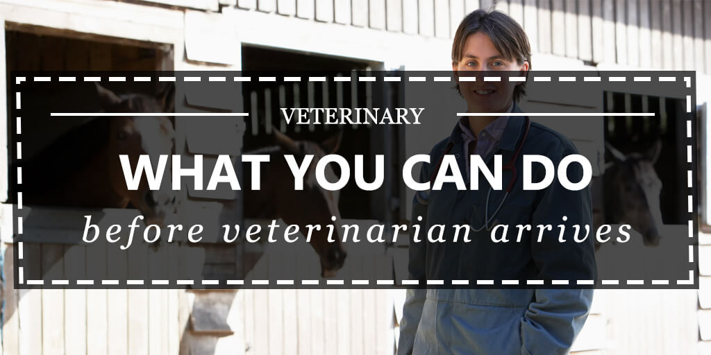 What you can do before veterinarian arrives