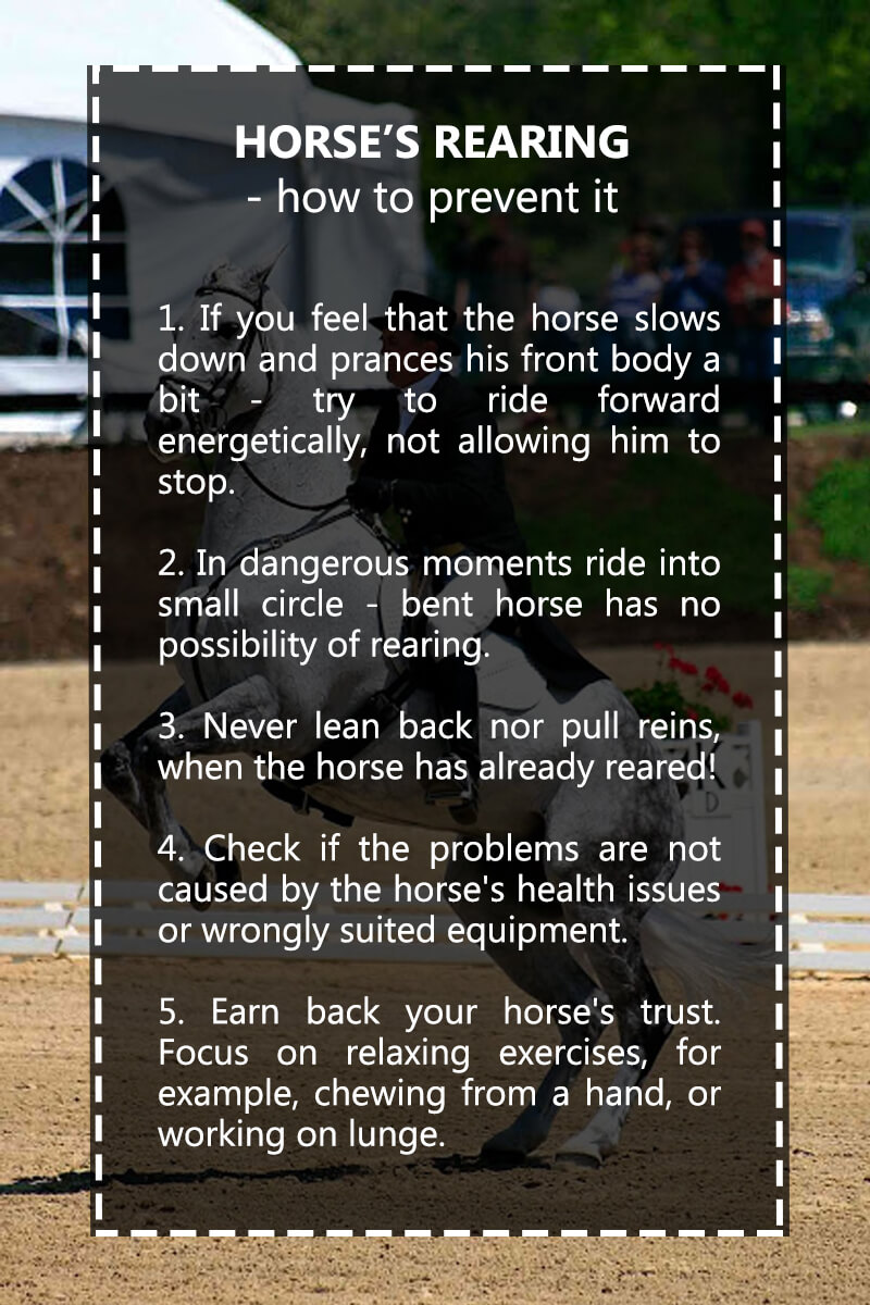 horse's rearing - how to prevent it