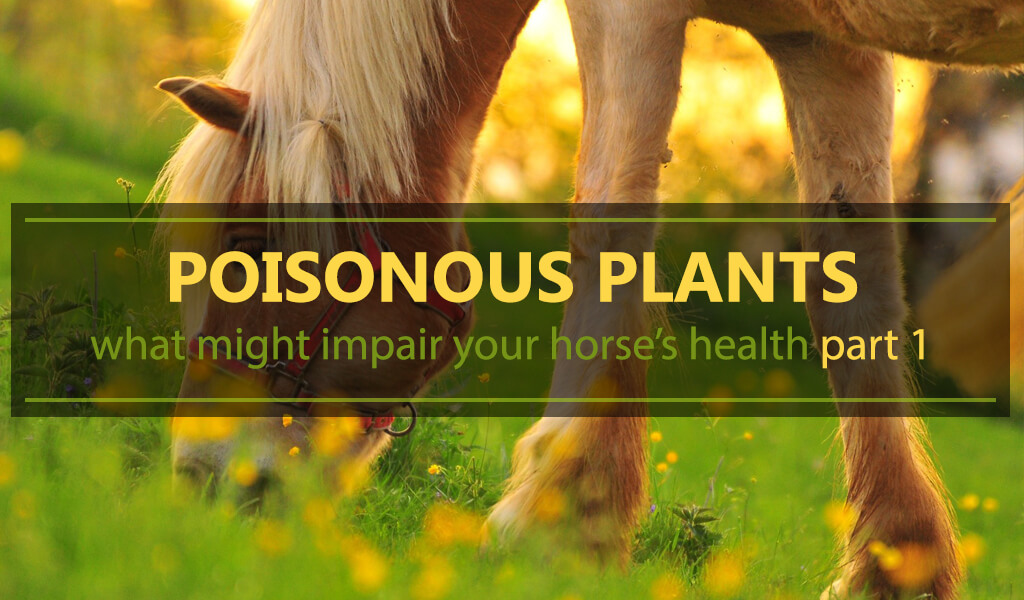 Rośliny trujące – sprawdź, co szkodzi Twemu koniowi1