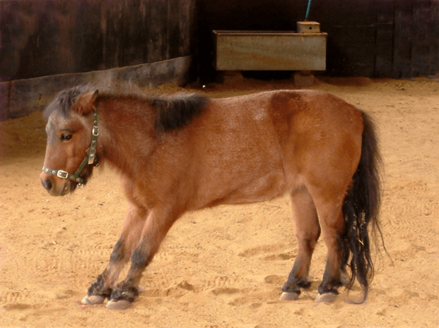 characteristic horse's position - laminitis