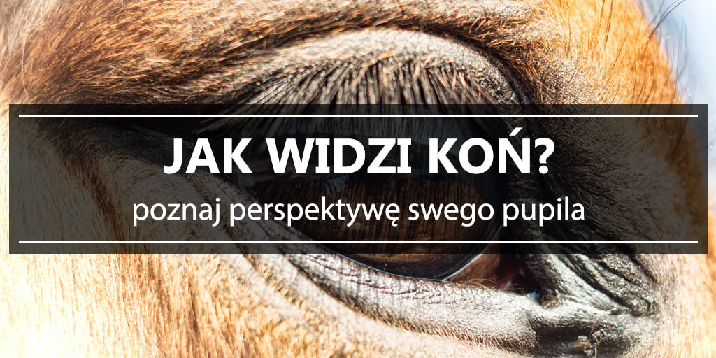 jak widzi koń - poznaj perspektywę swego pupila