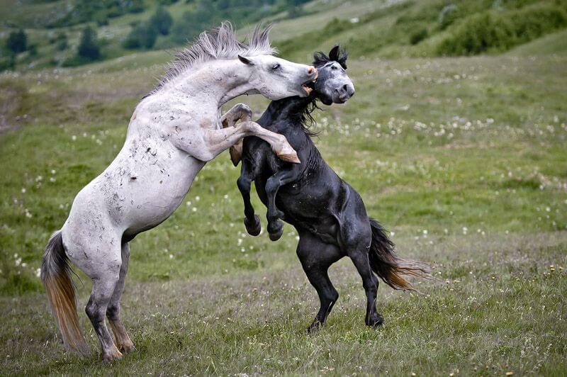 fighting horses