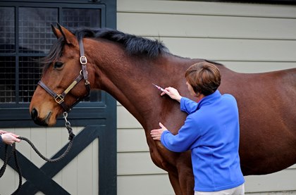 Zastrzyk domięśniowy u konia Zastrzyk domięśniowy, źródło: thehorse.com