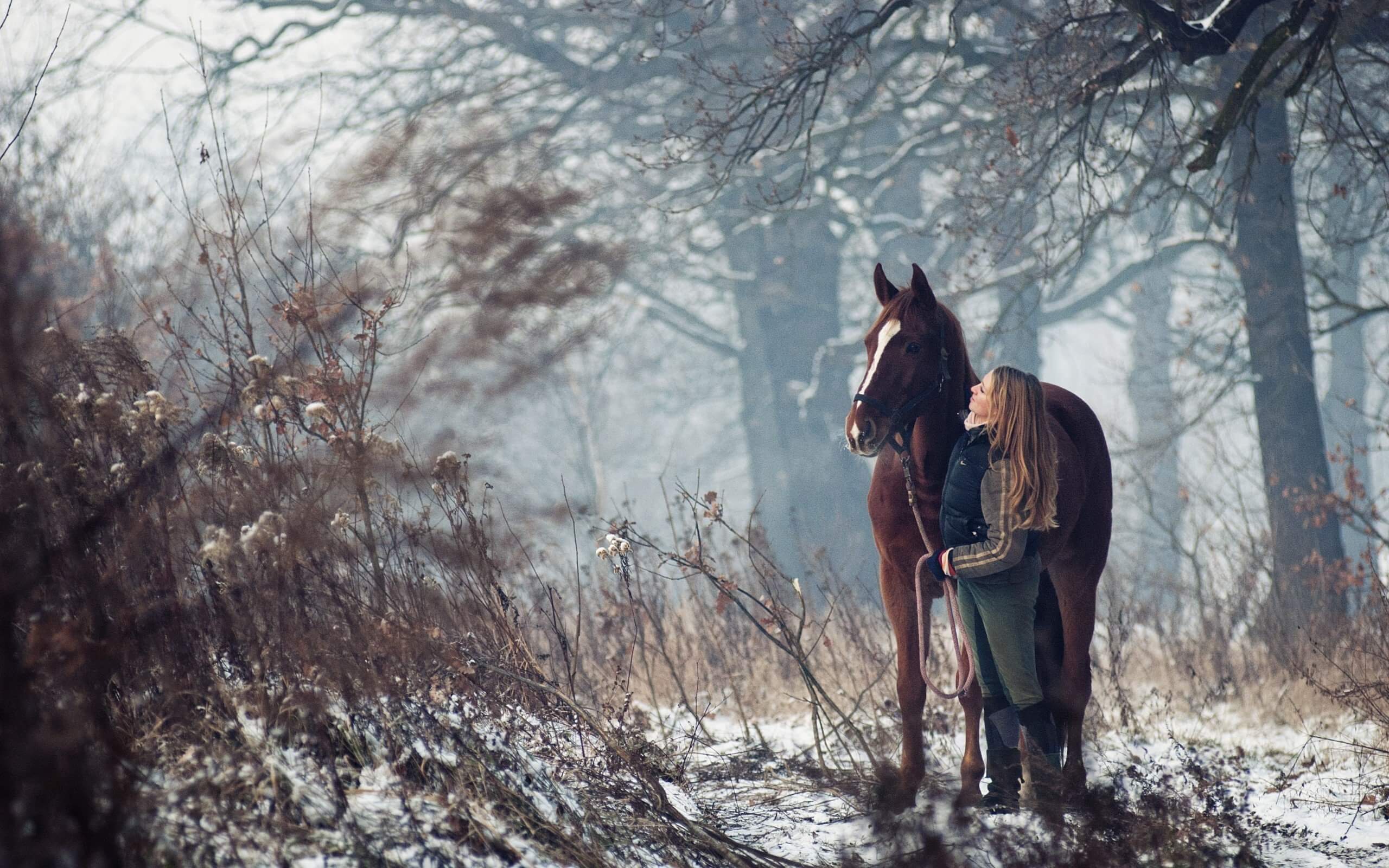 zima koń i jeździec