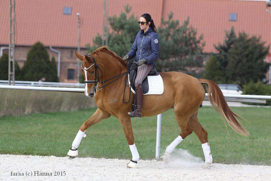 Iwona Szafir na klaczy Despina