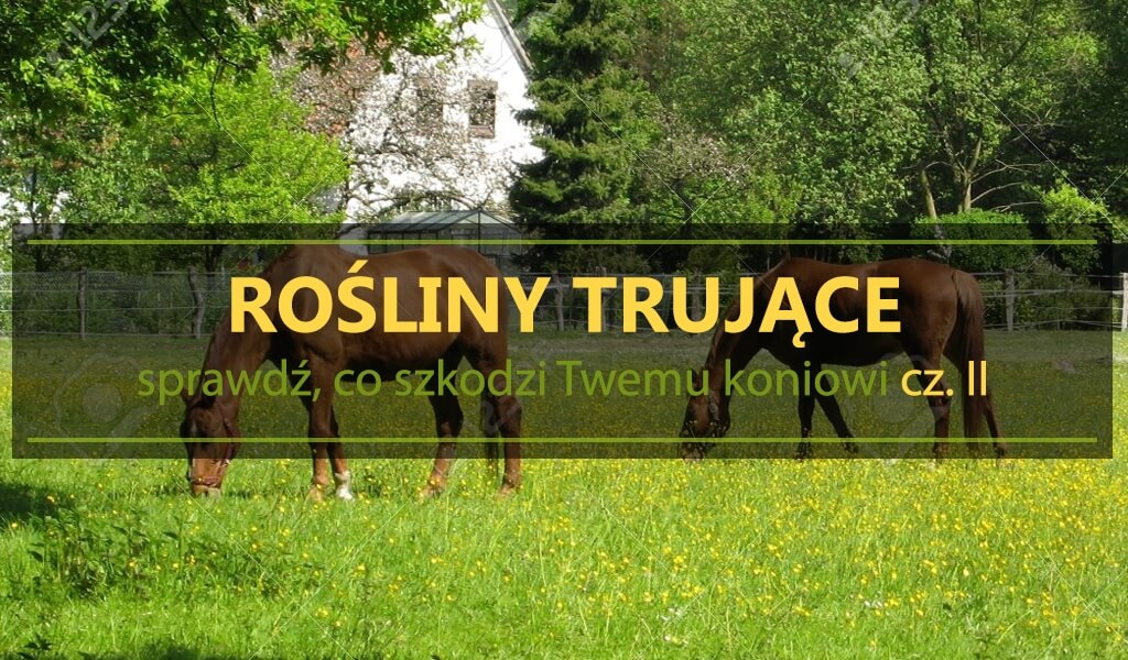 Rośliny trujące – sprawdź, co szkodzi Twemu koniowi 2
