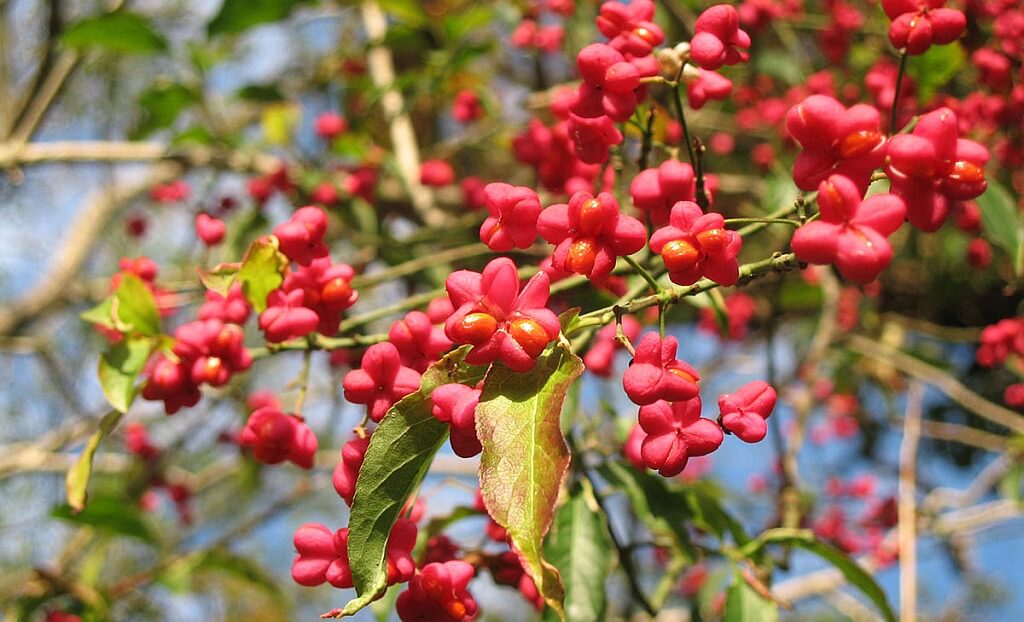 Trzmielina pospolita Euonymus europaeus