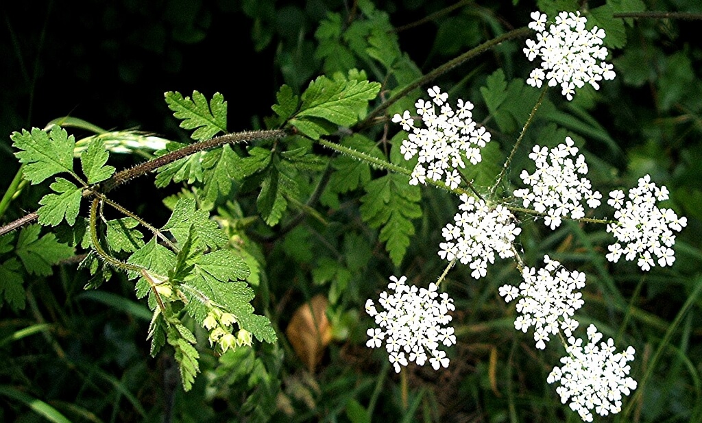 Świerząbek gajowy