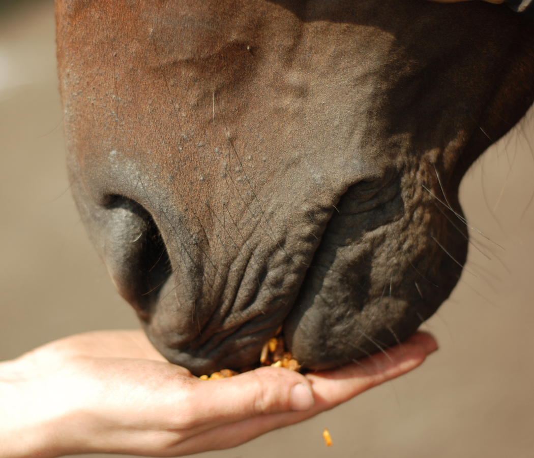 hand-feeding-red-size