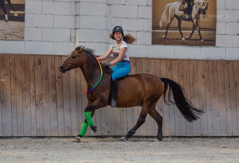 moreliom-americum-dingo