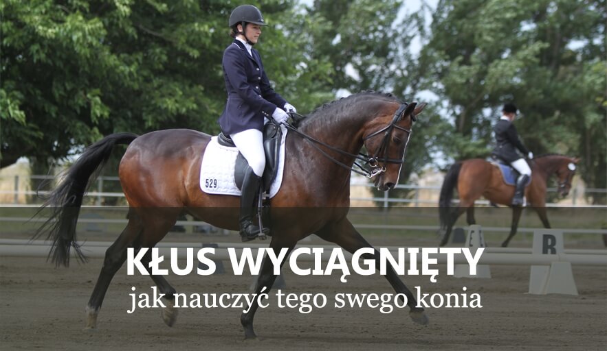 Kłus wyciągnięty - jak nauczyć tego swego konia