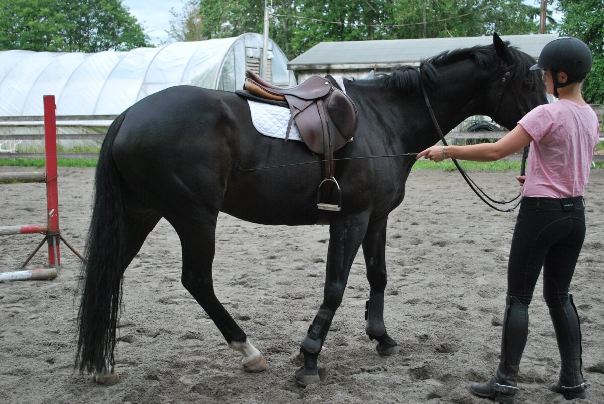 teaching a horse from the ground