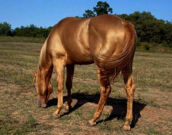 Gold champagne horse