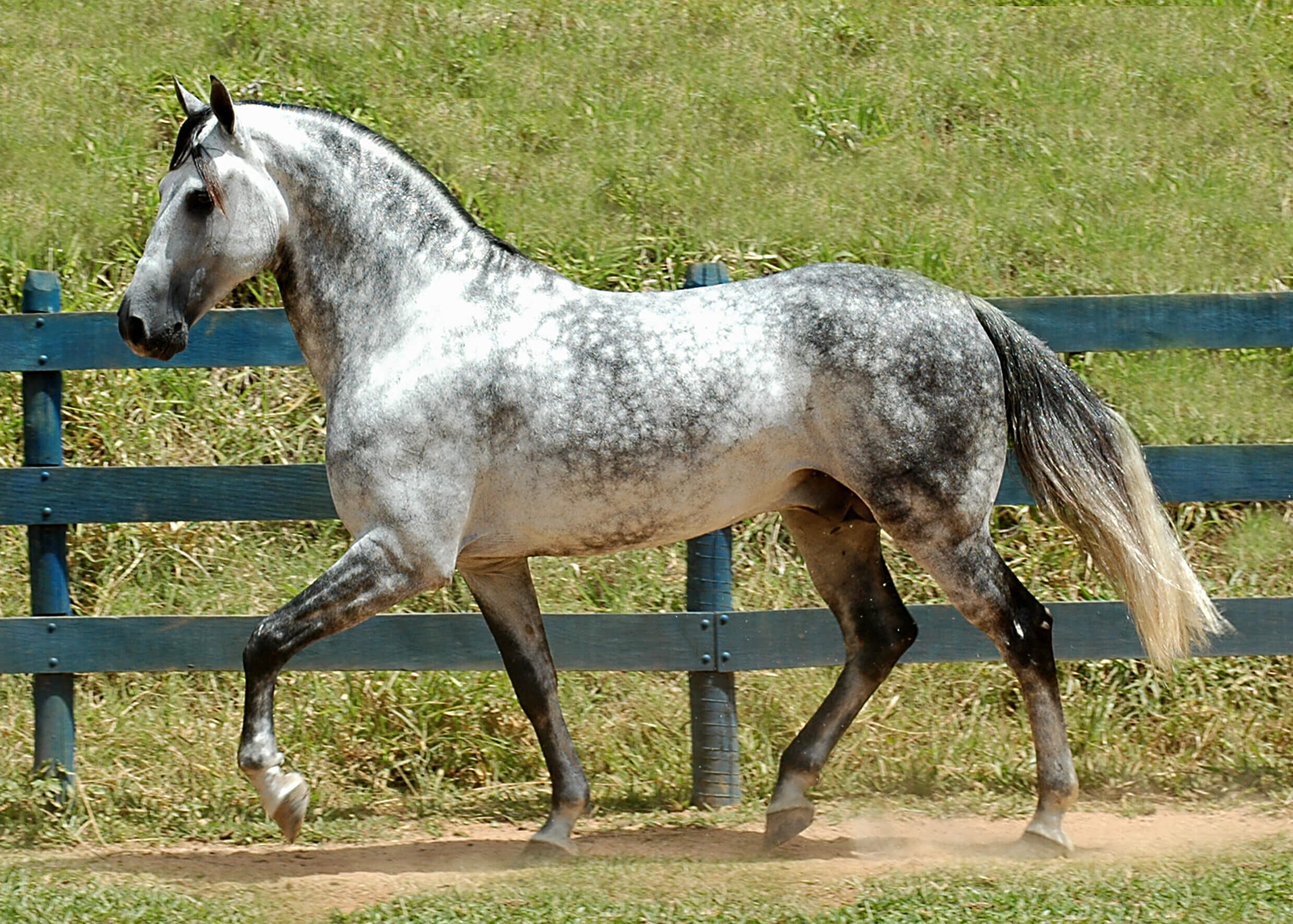Koń andaluzyjcki