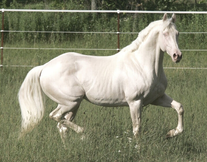 White coat horse
