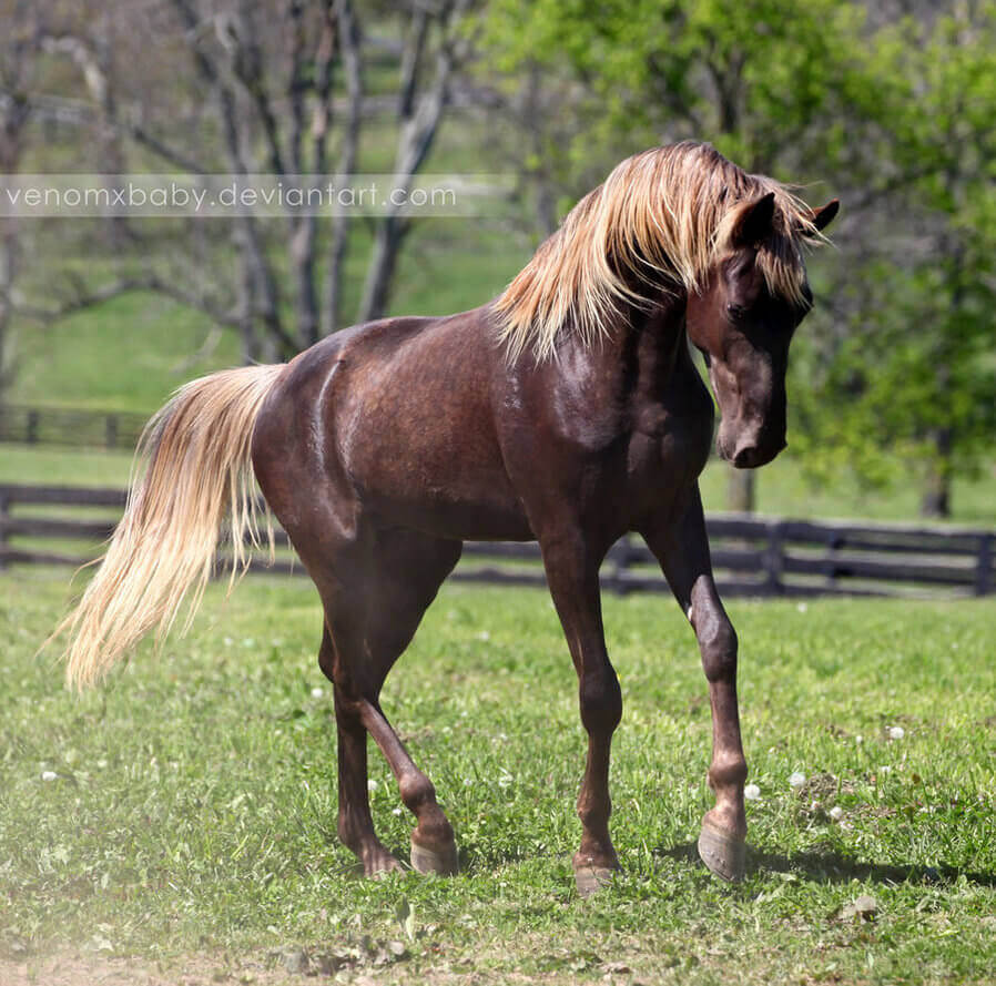 Sorrel - dark chestnut coated horse