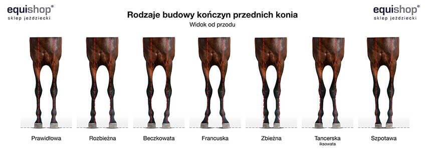 Budowa kończy przednich konia