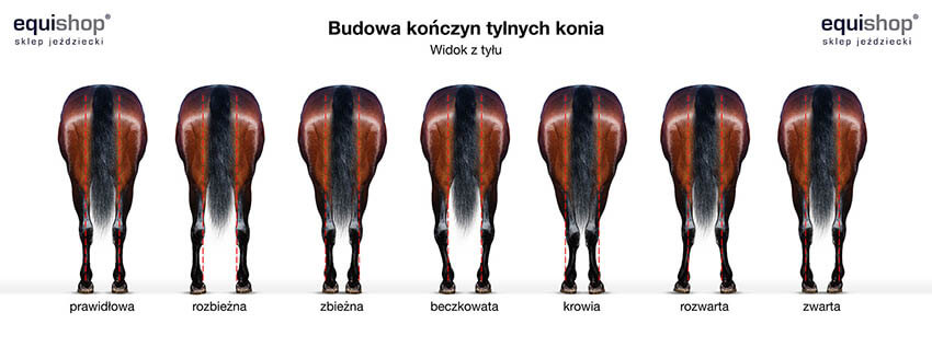 Budowa kończyn tylnych konia