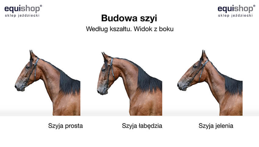 Osadzenie szyi konia