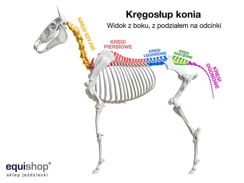 Kręgosłup konia z podziałem na kręgi