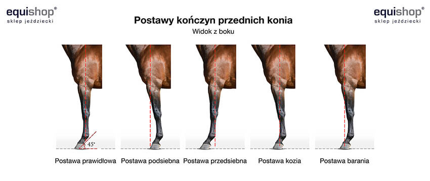 Postawy kończyn przednich konia