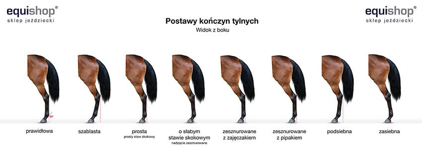 Postawy kończyn tylnych konia