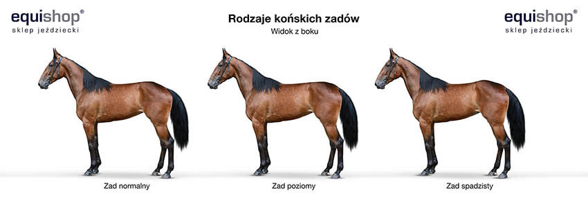 Rodzaje zadów konia - widok z boku