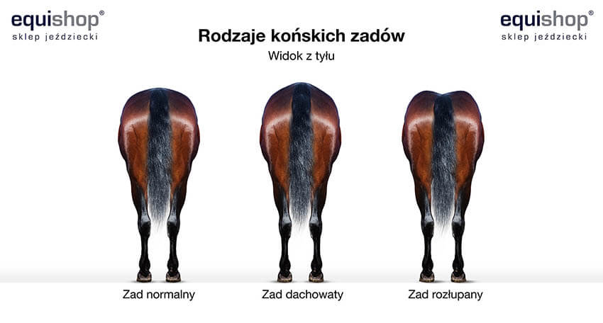 Rodzaje zadów konia - widok z tyłu