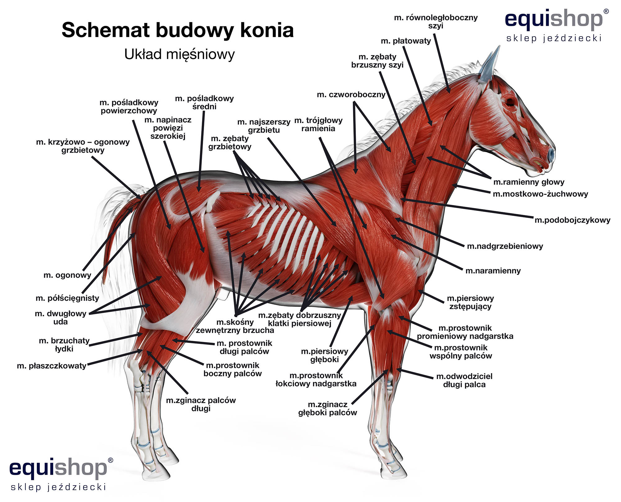 Телосложение лошади 5 букв. Мышечный скелет лошади. Мышцы туловища лошади анатомия. Тяжеловоз анатомия. Наружная анатомия лошади.