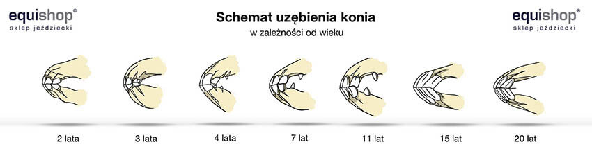 Uzębienie konia w zależności od wieku