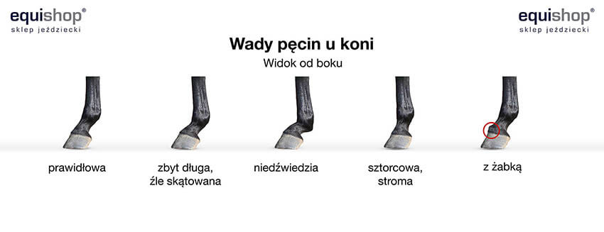 Wady pęcin u konia