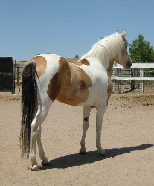 Calico Tobiano patterned horse
