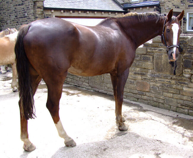 Horse coat. Печень каштанового ХАФЛИНГЕРА лошадь. Liver Chestnut Coat. Chestnut Medicine hat Coat Horse. Liver Chestnut Icelandic.