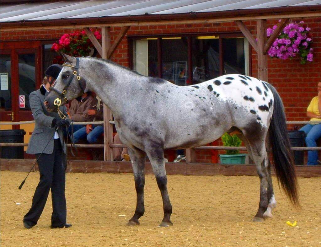 Rug patterned horse