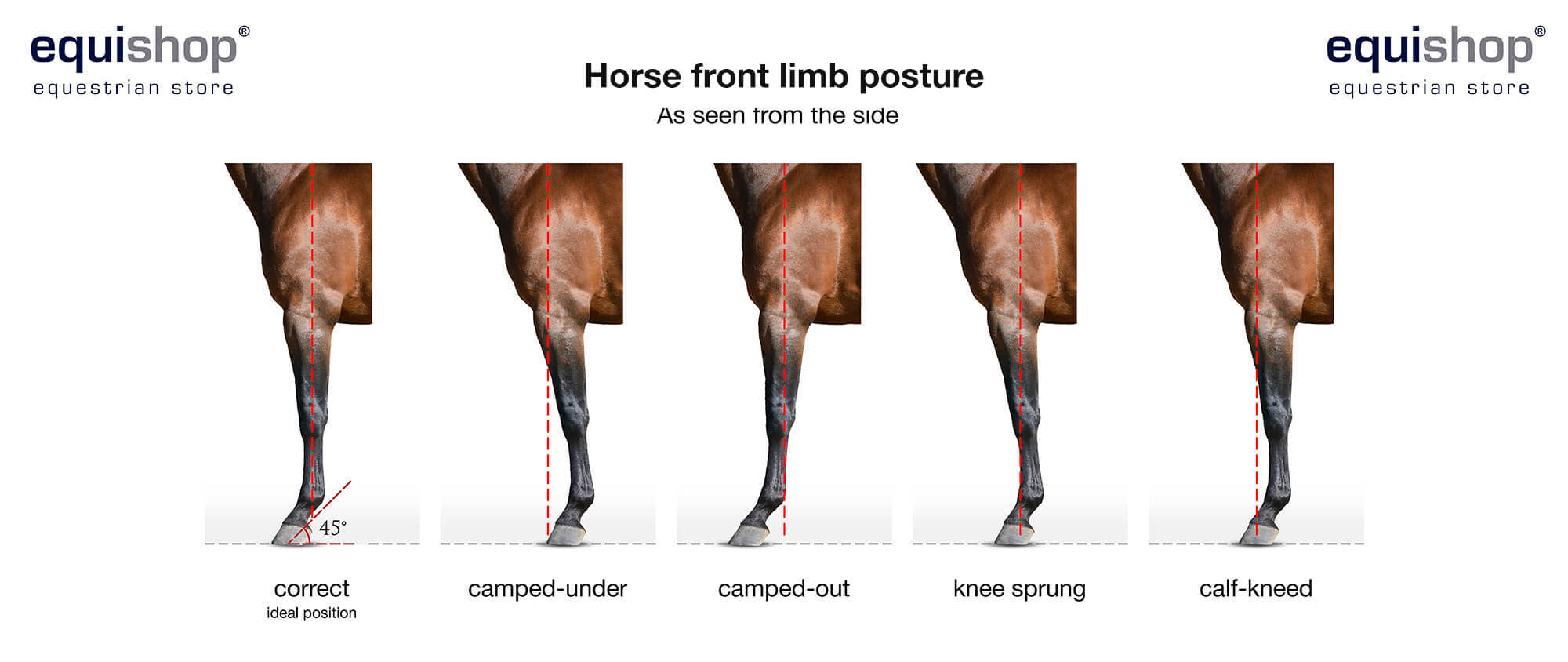 Как называются ноги у лошади