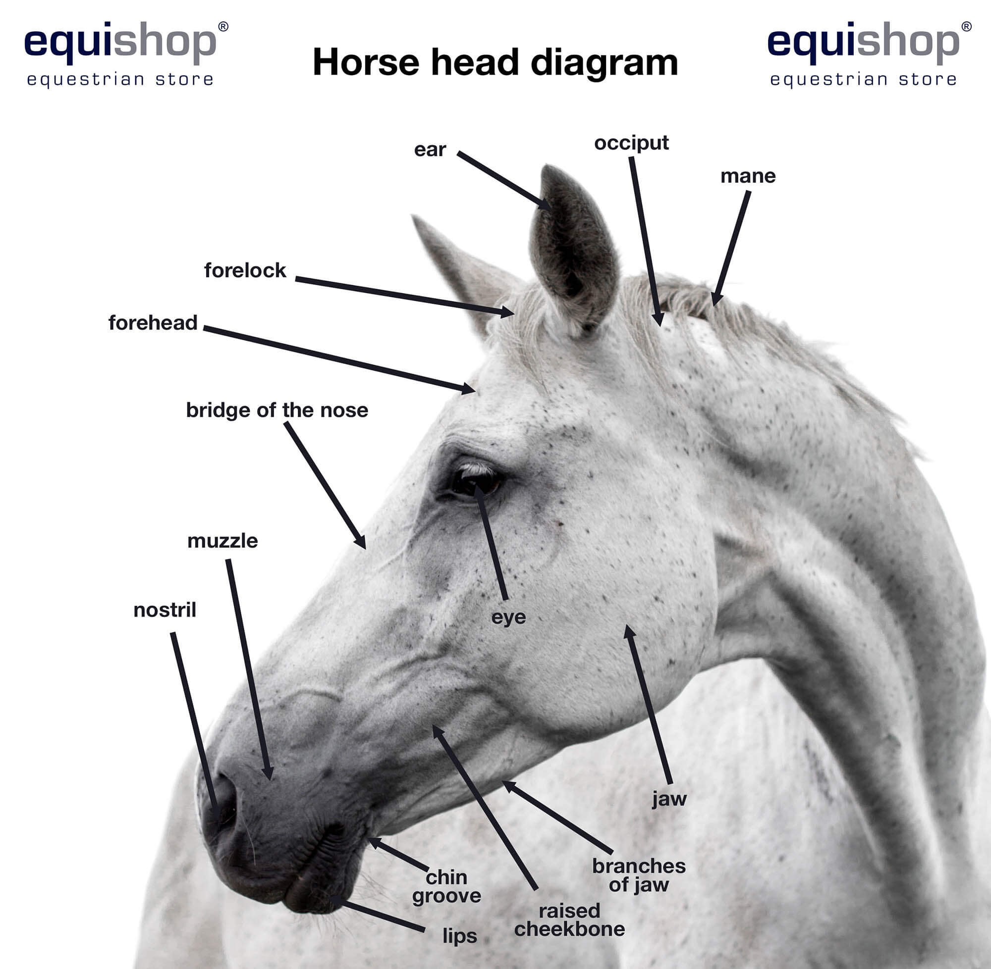 11+ Horse Anatomy Chart - RheannaVibha