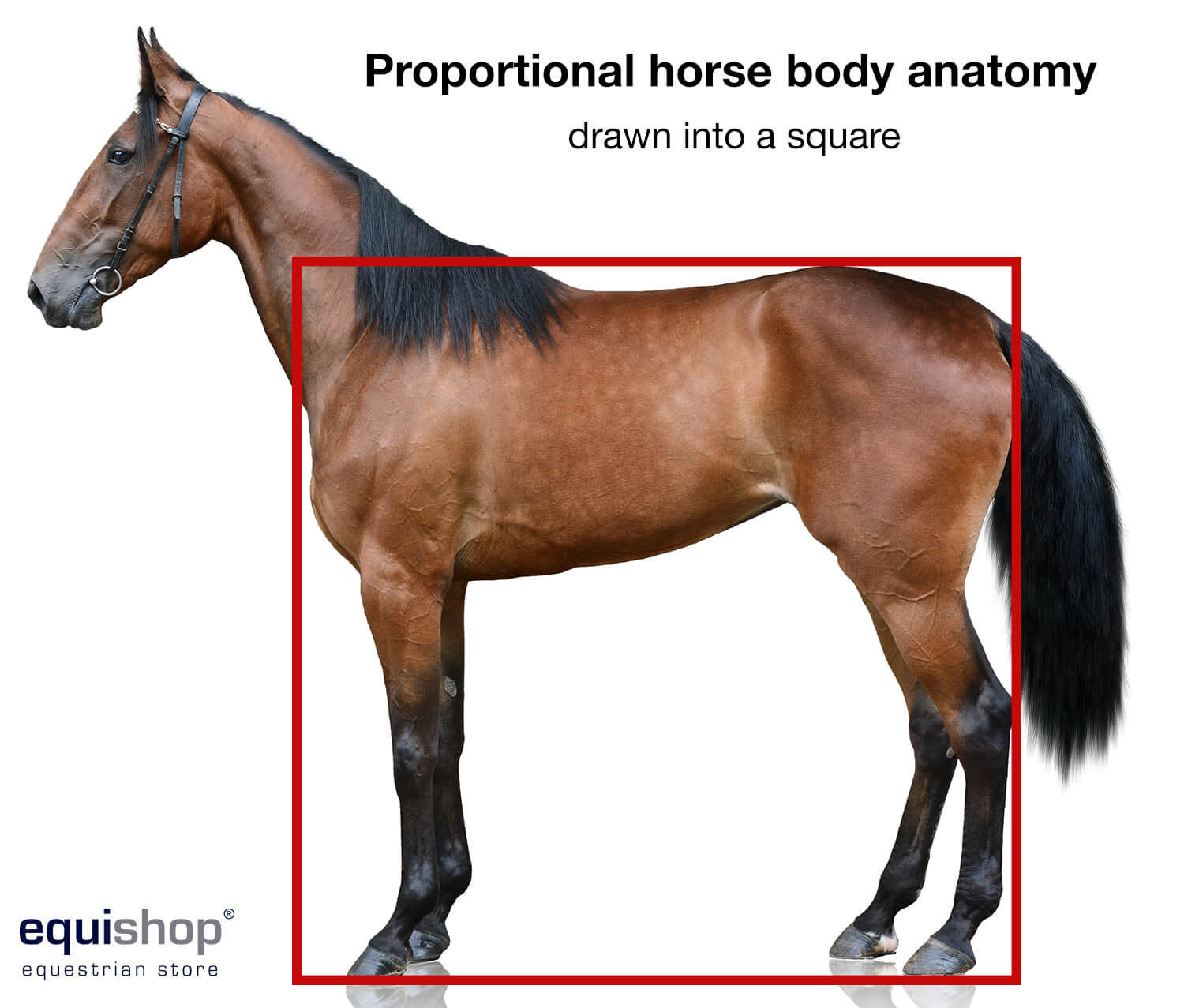 horse gaits diagram