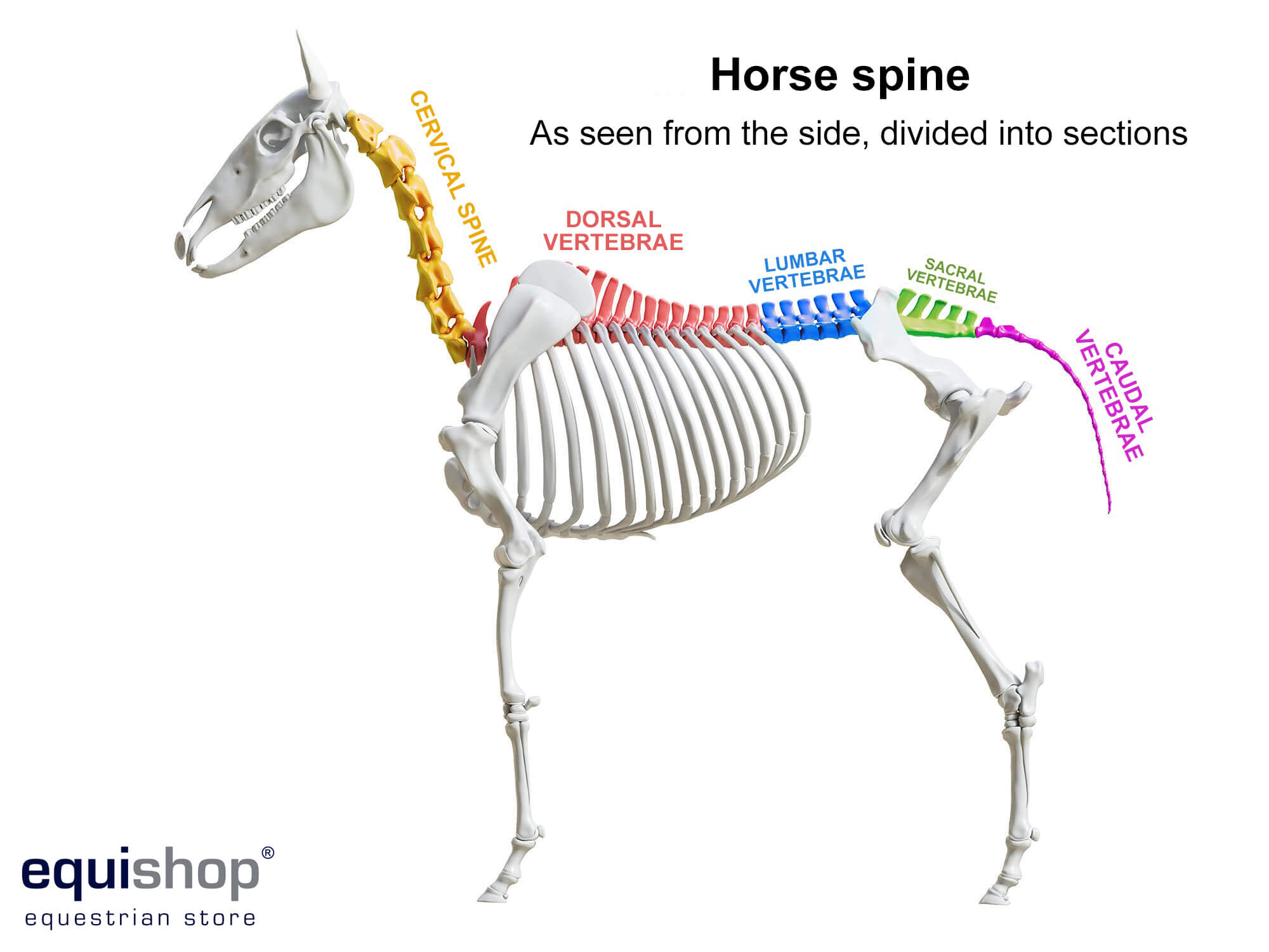 horse spine