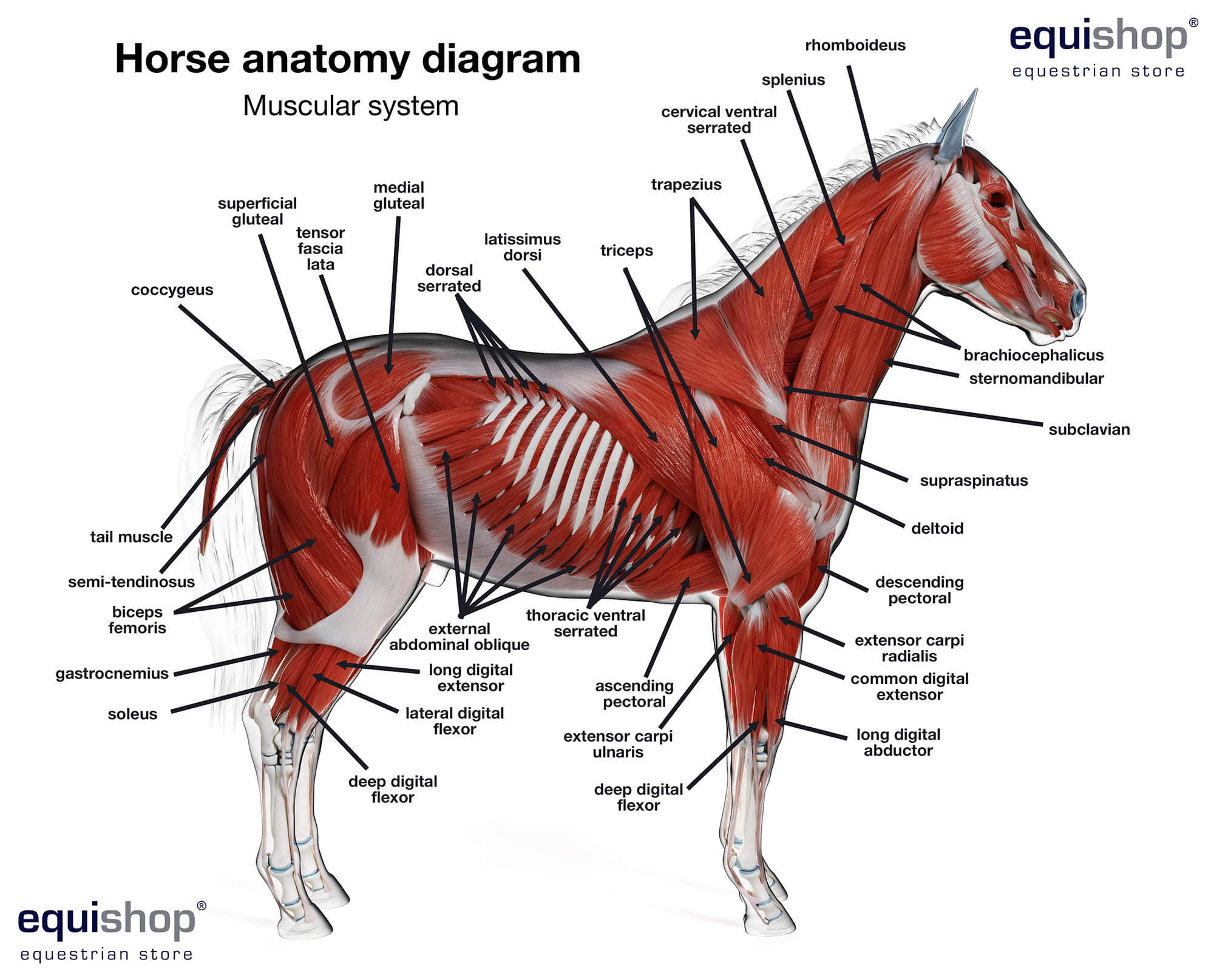 Horse Body Parts