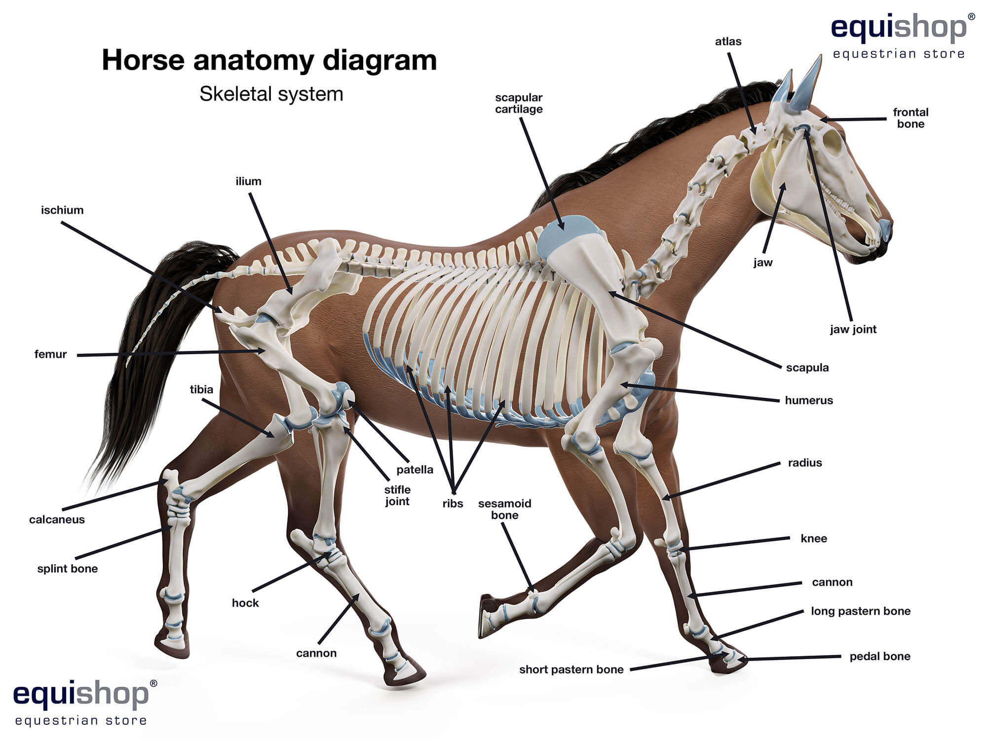 Horse Anatomy Diagrams Of Horse Body Parts EQUISHOP Equestrian Shop